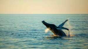 san diego whale watching